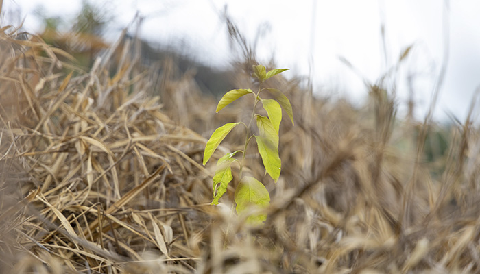 Projeto 'Raízes do Futuro' avança na UL Serra Negra
