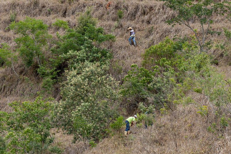 1128 imagem interna plantio 2