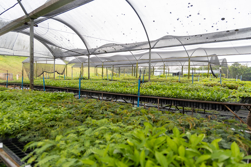 1128 imagem interna plantio 3