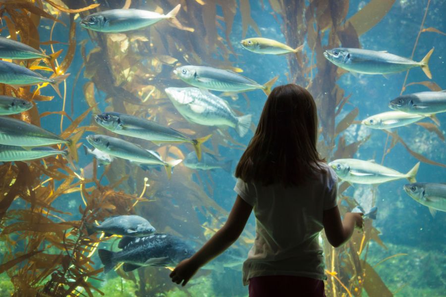 Aquário de Peruíbe